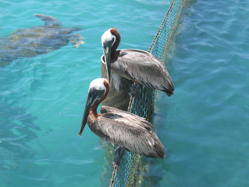 Seaquarium-Pelicans