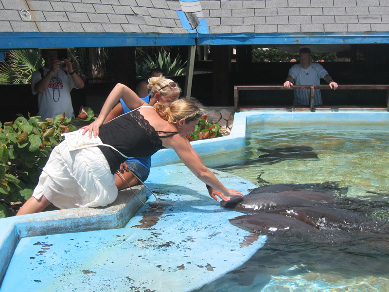 Seaquarium-Sandy-petting-nurse-sharks