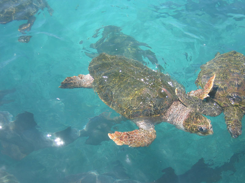 Seaquarium-Sea-Turtles