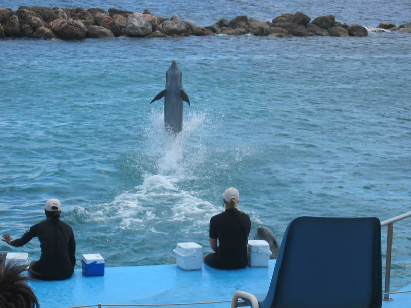 Seaquarium-dolphin-show
