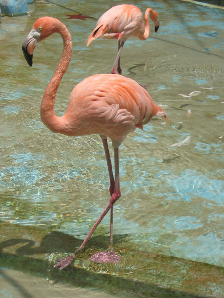 Seaquarium-pink-flamingos