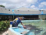 Seaquarium-Louis-petting-nurse-sharks