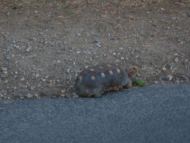 5-27-06 Mustique- turtle