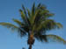 5-28-06 Mustique-palm tree2