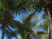 3-5-06 St. John Virgin Islands-Palm Trees 